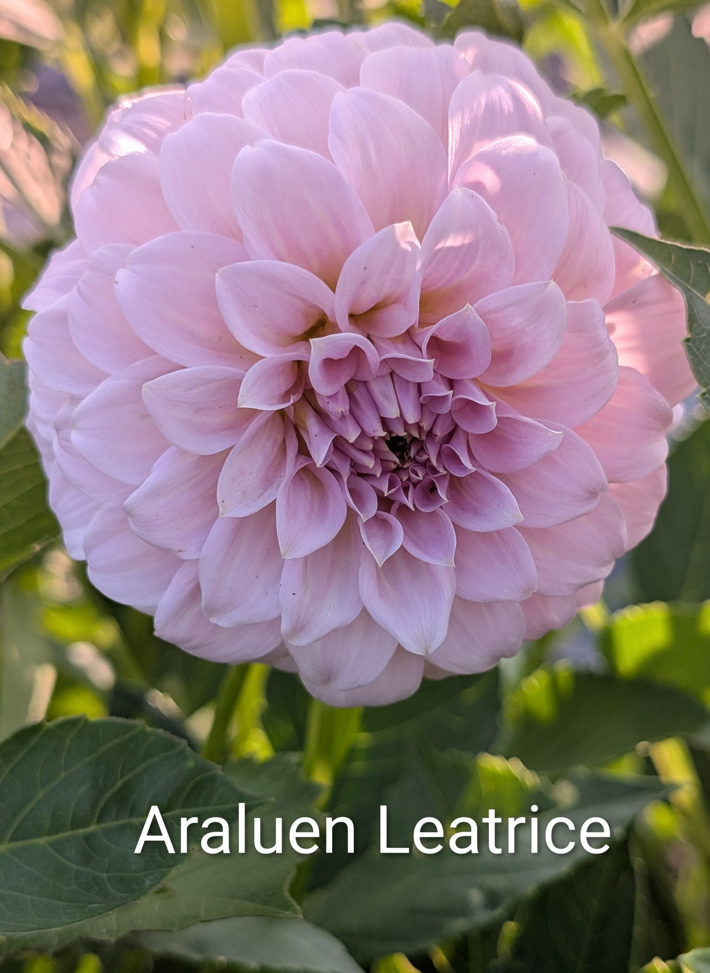 Araluen Leatrice dahlia tuber