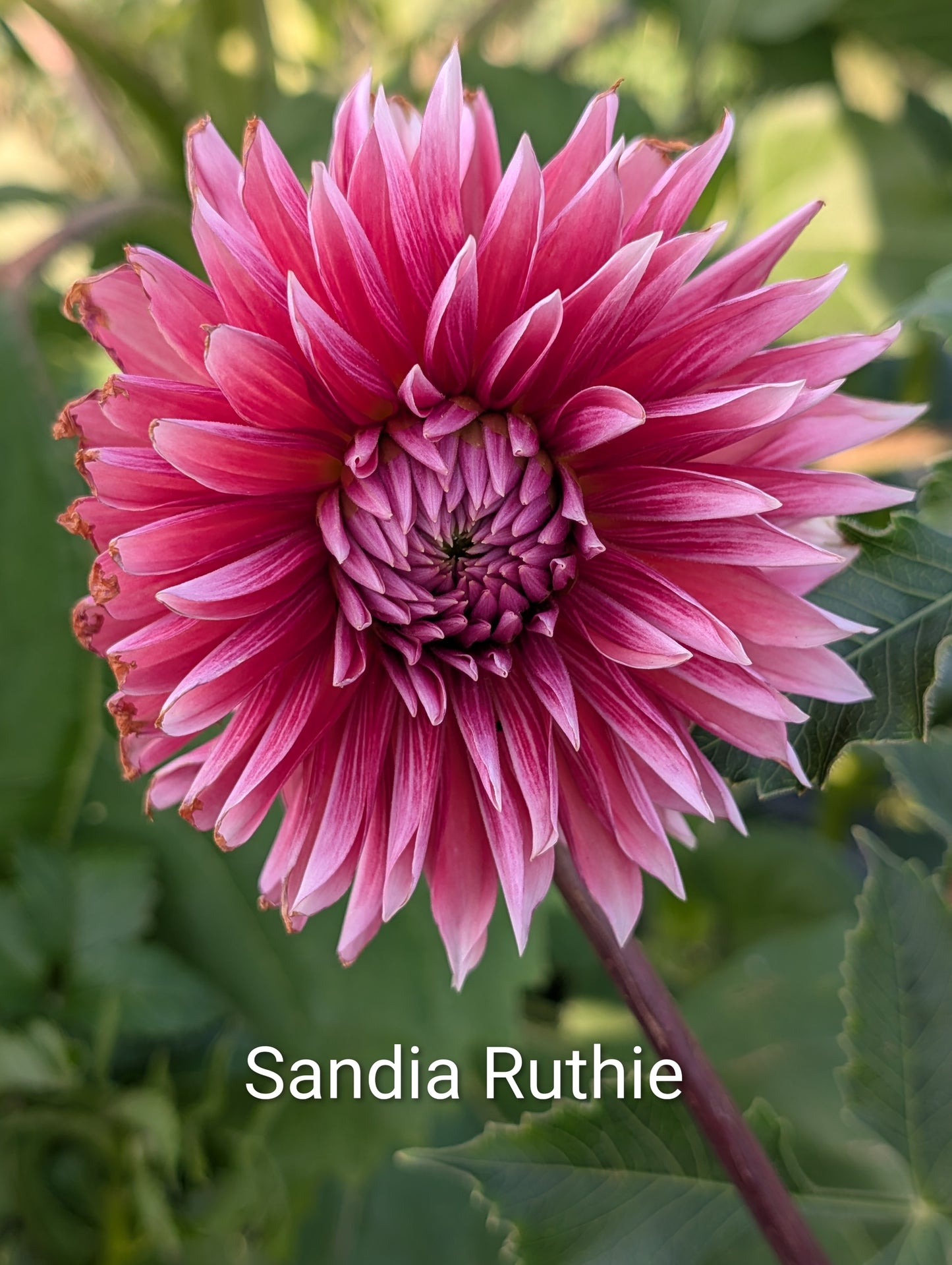 Sandia Ruthie dahlia tuber