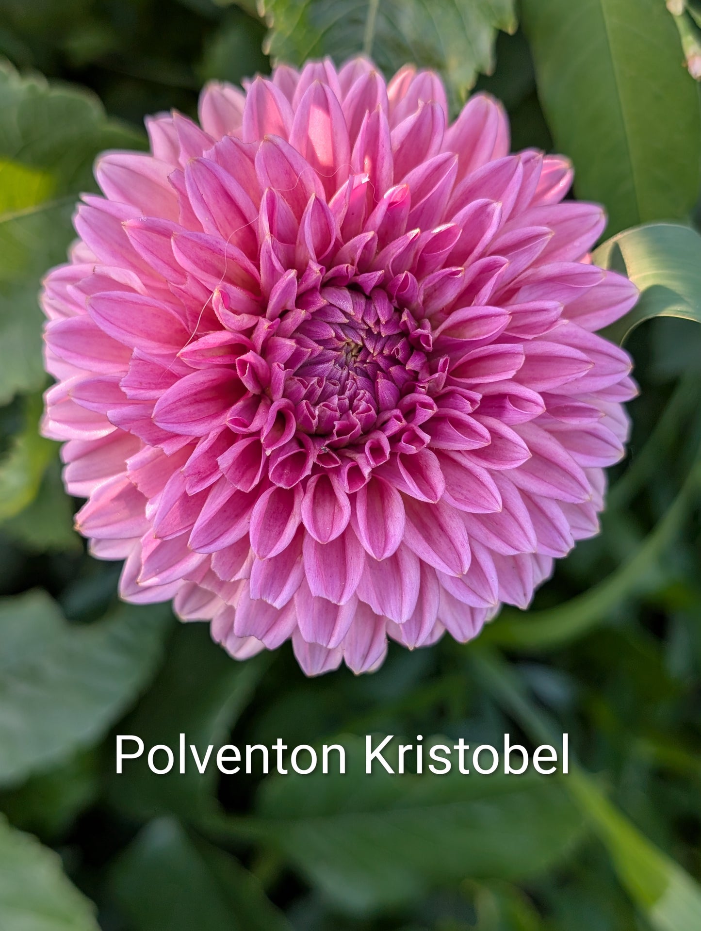Polventon Kristobel dahlia tuber
