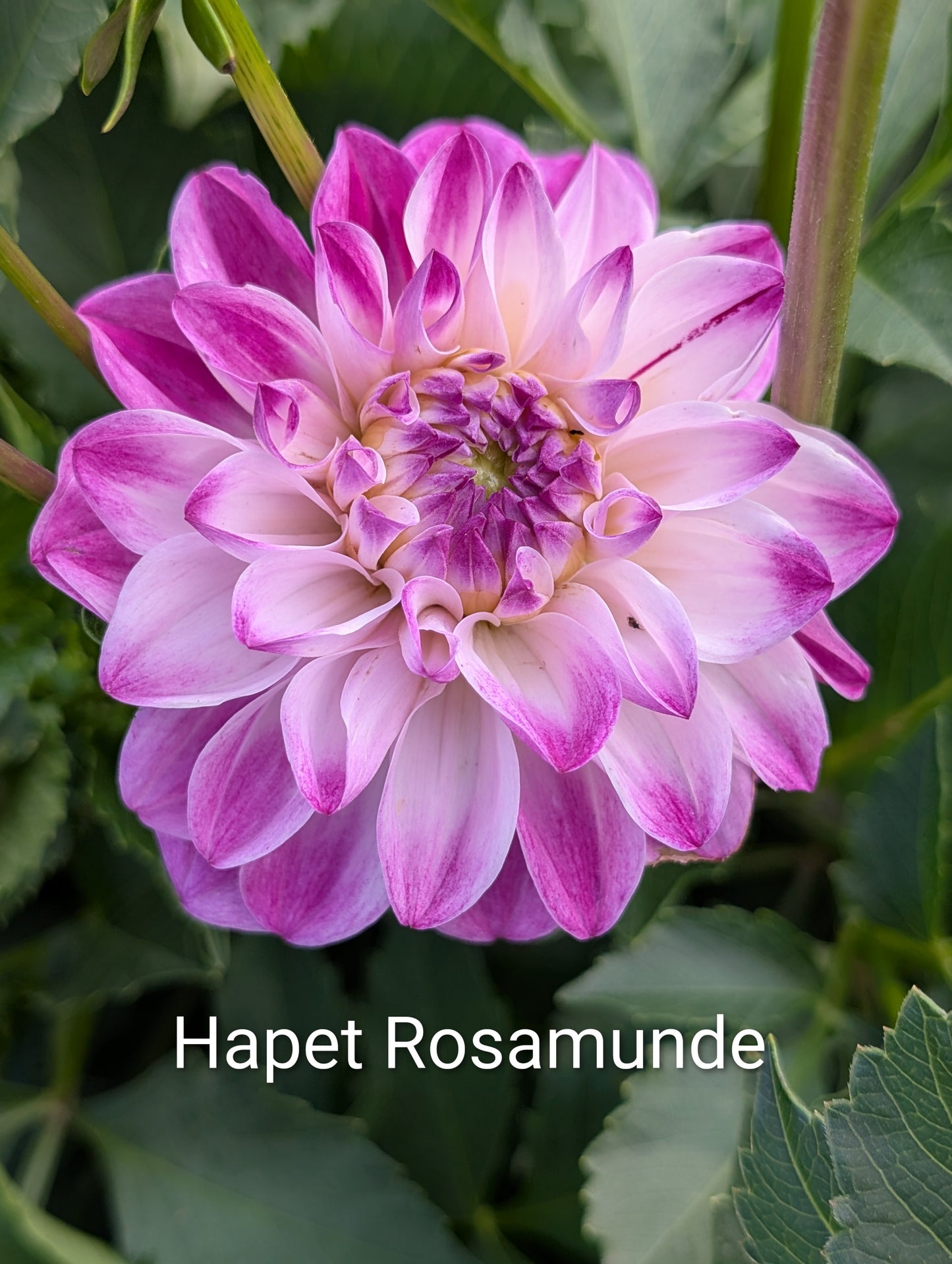 Hapet Rosa Munde dahlia tuber