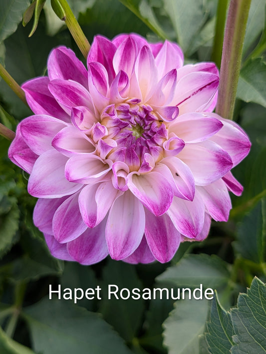 Hapet Rosa Munde dahlia tuber