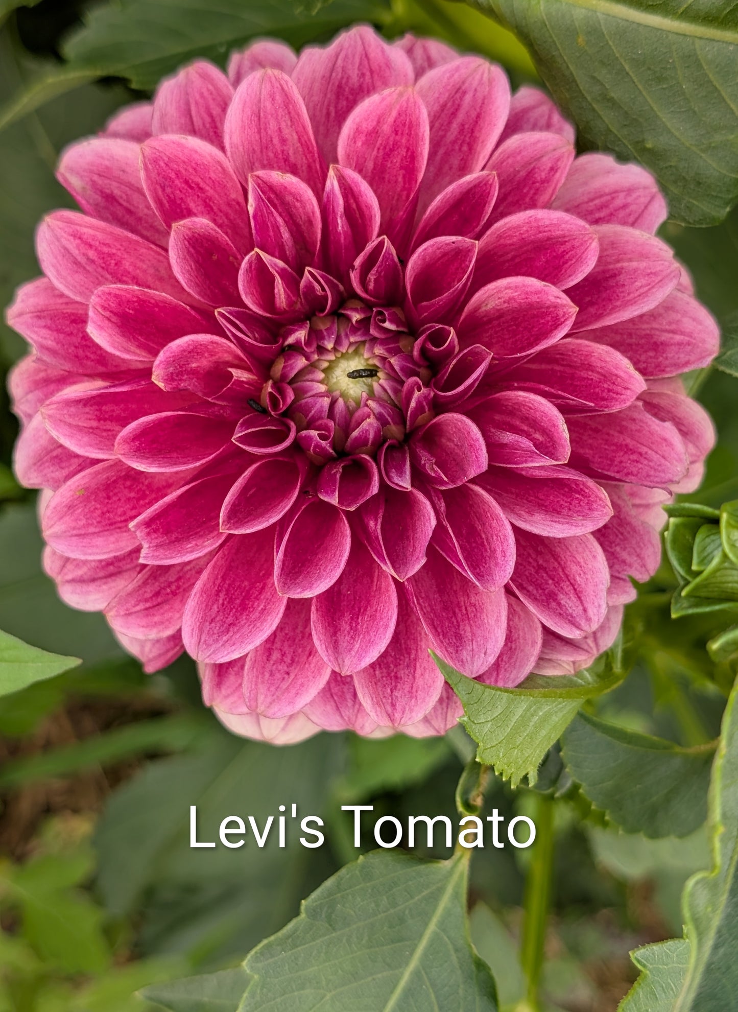 Levi's Tomato dahlia tuber