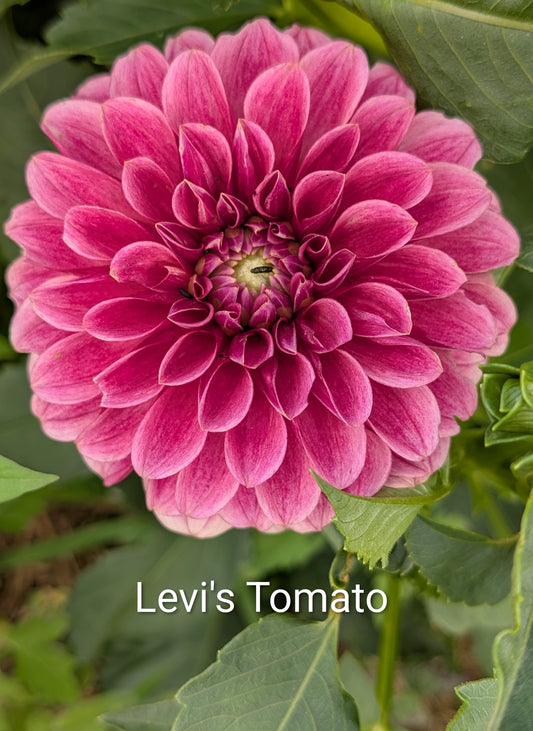 Levi's Tomato dahlia tuber