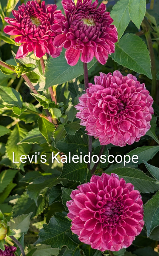 Levi's Kaleidoscope dahlia tuber