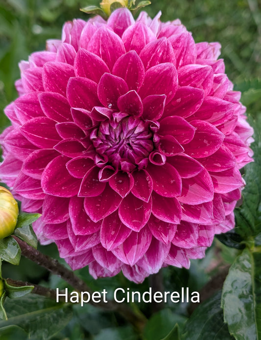 Hapet Cinderella dahlia tuber
