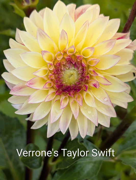 Verrone's Taylor Swift dahlia tuber