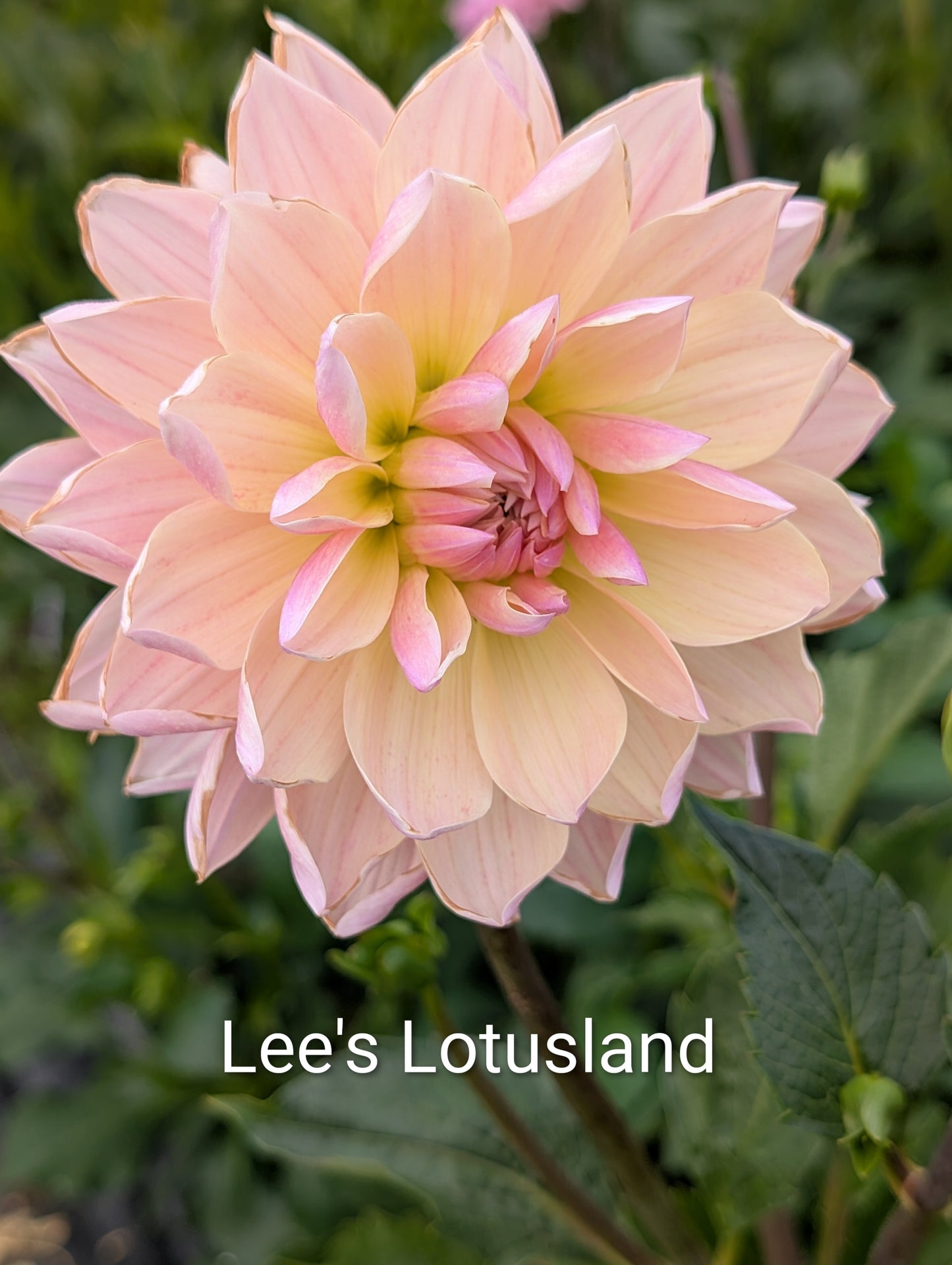 Lee's Lotusland dahlia tuber