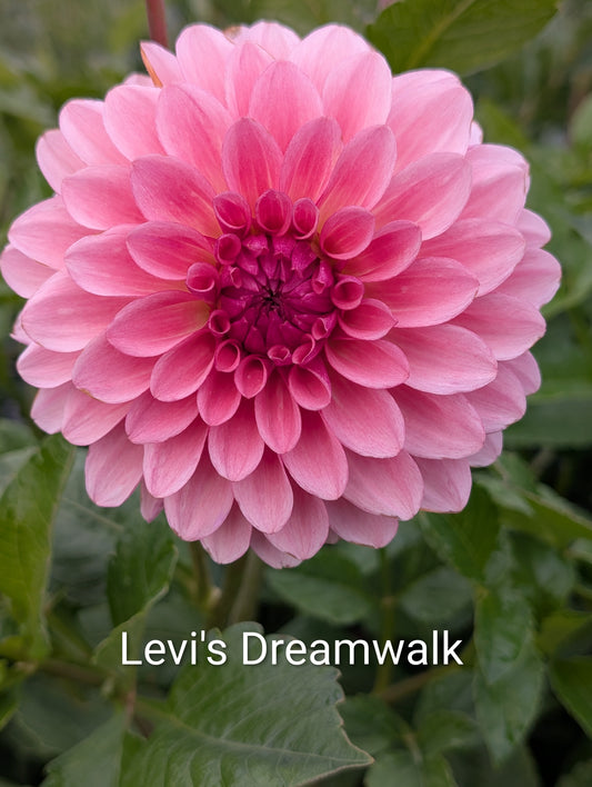 Levi's Dreamwalk dahlia tuber