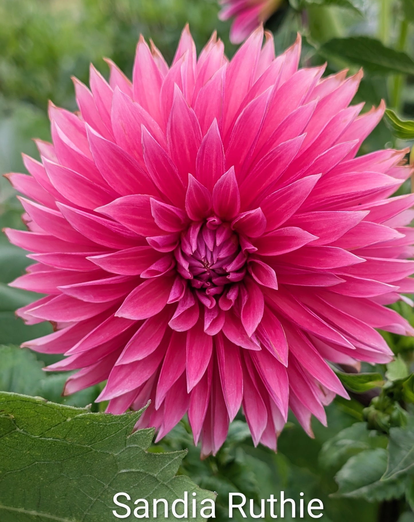 Sandia Ruthie dahlia tuber