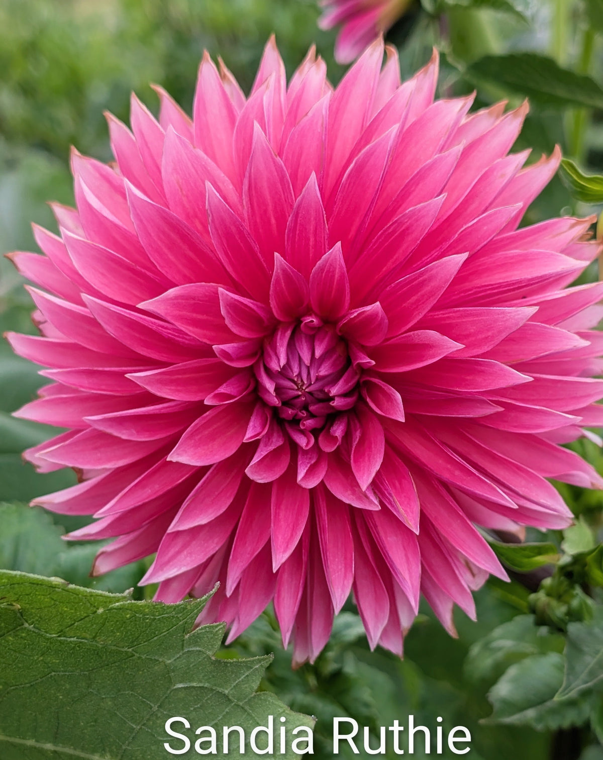 Sandia Ruthie dahlia tuber