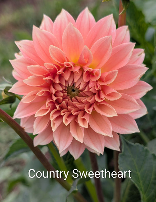 Country Sweetheart dahlia tuber