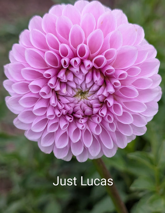 Just Lucas dahlia tuber