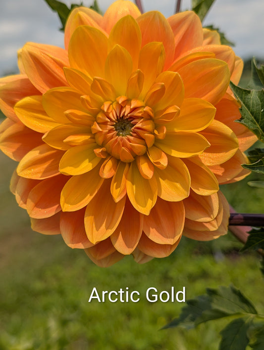 Arctic Gold dahlia tuber