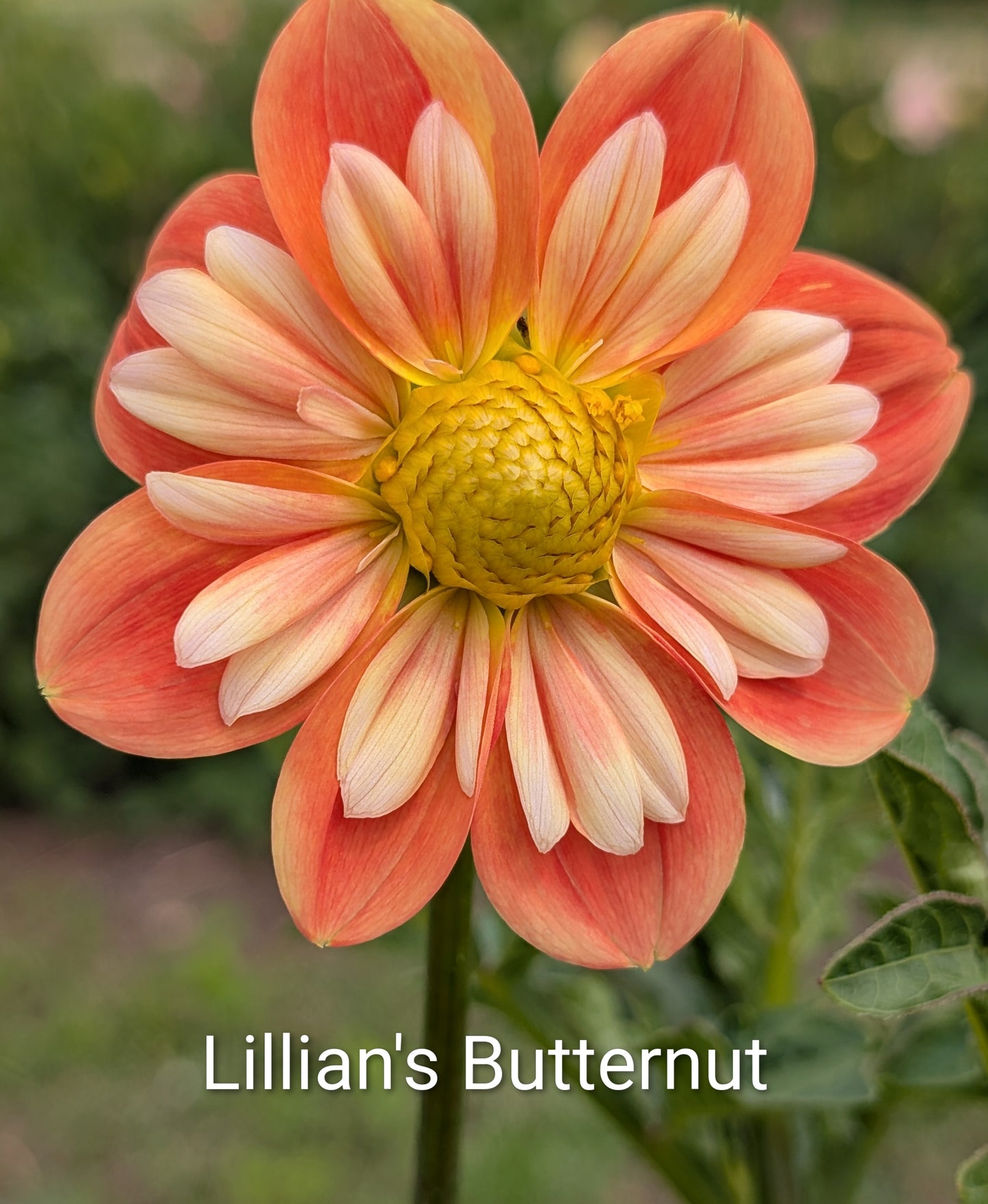 Lillian's Butternut dahlia tuber