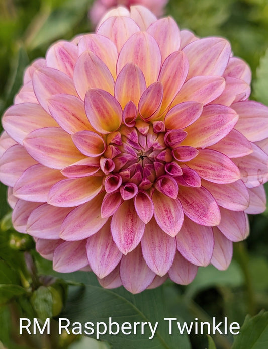 RM Raspberry Twinkle dahlia tuber