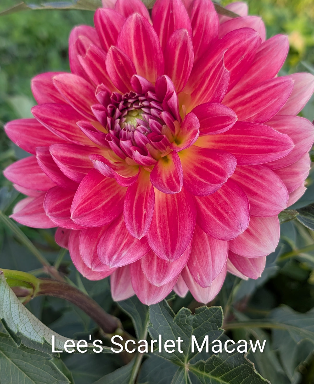 Lee's Scarlet Macaw dahlia tuber