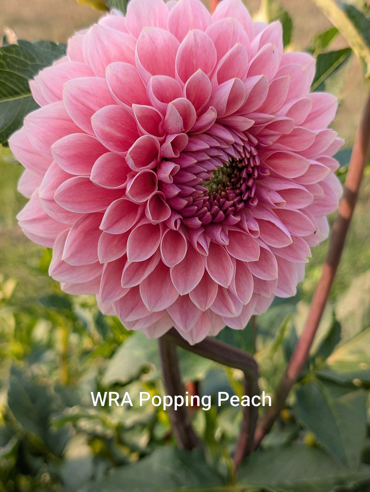 WRA Popping Peach dahlia tuber