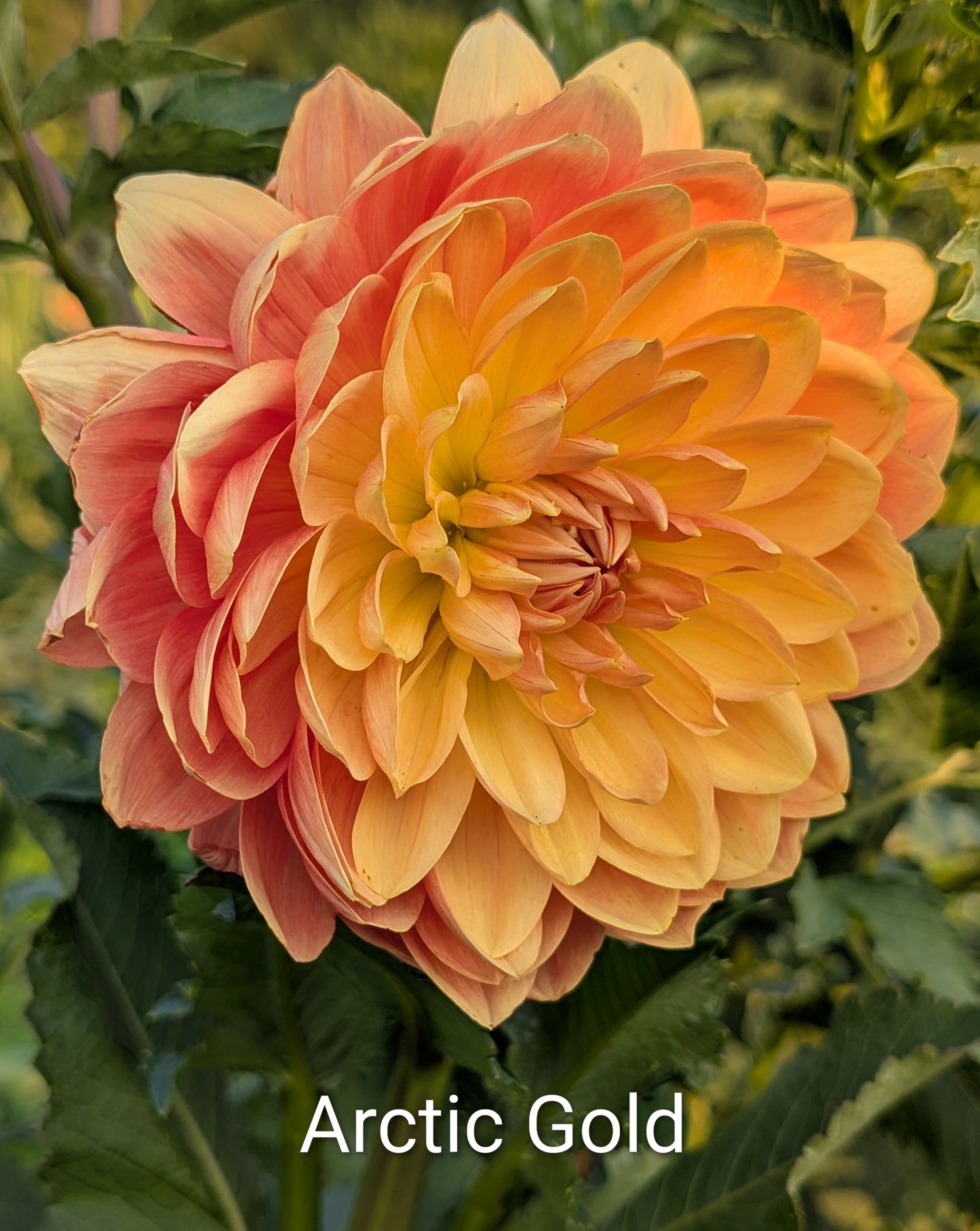Arctic Gold dahlia tuber