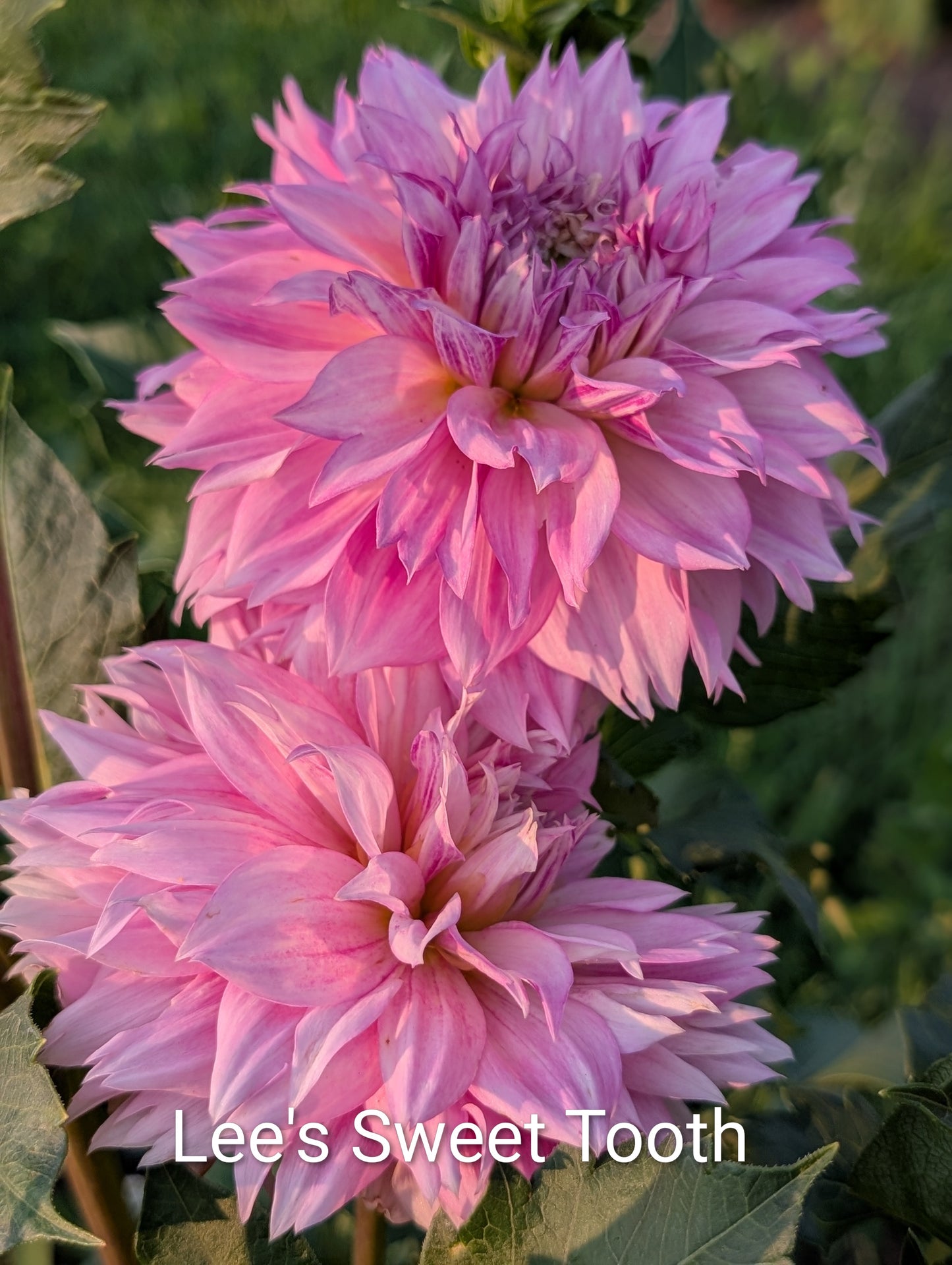 Lee's Sweet Tooth dahlia tuber