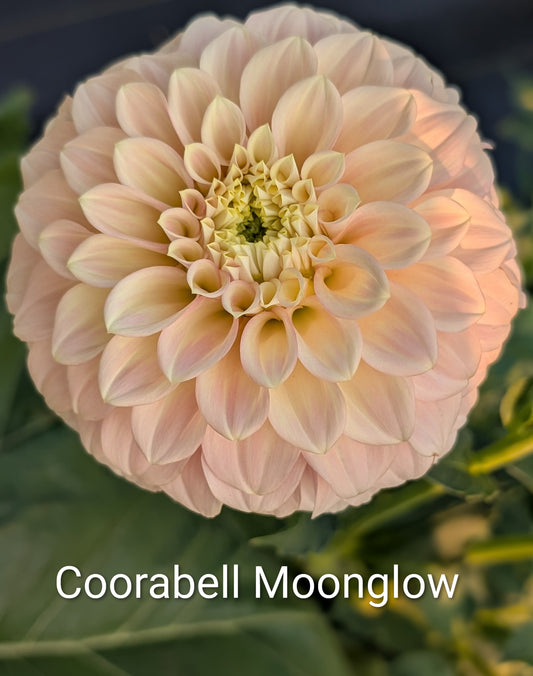 Coorabell Moonglow dahlia tuber