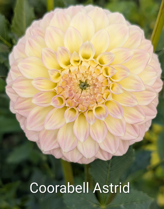 Coorabell Astrid dahlia tuber