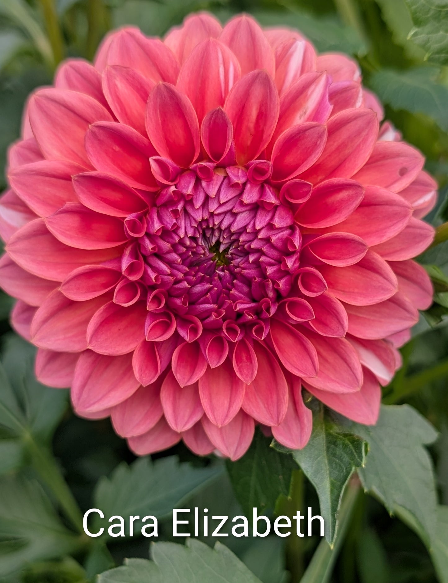 Cara Elizabeth dahlia tuber