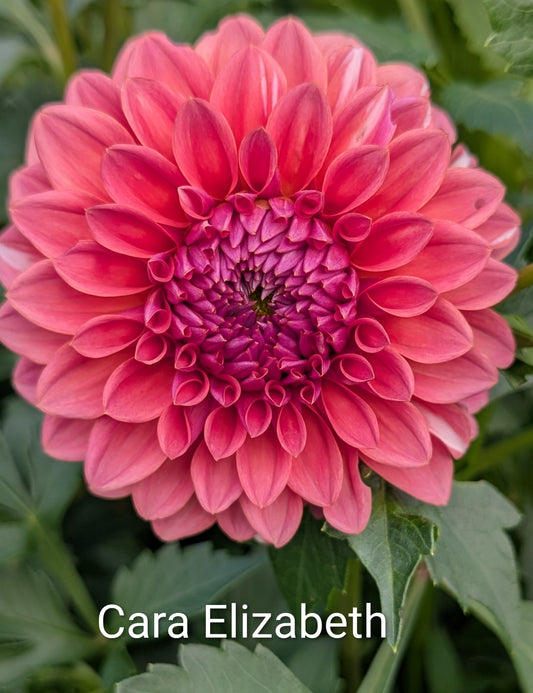 Cara Elizabeth dahlia tuber