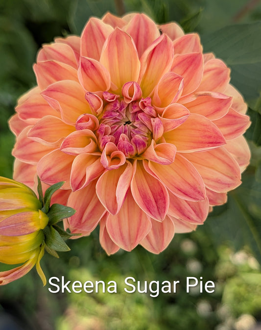 Skeena Sugar Pie dahlia tuber