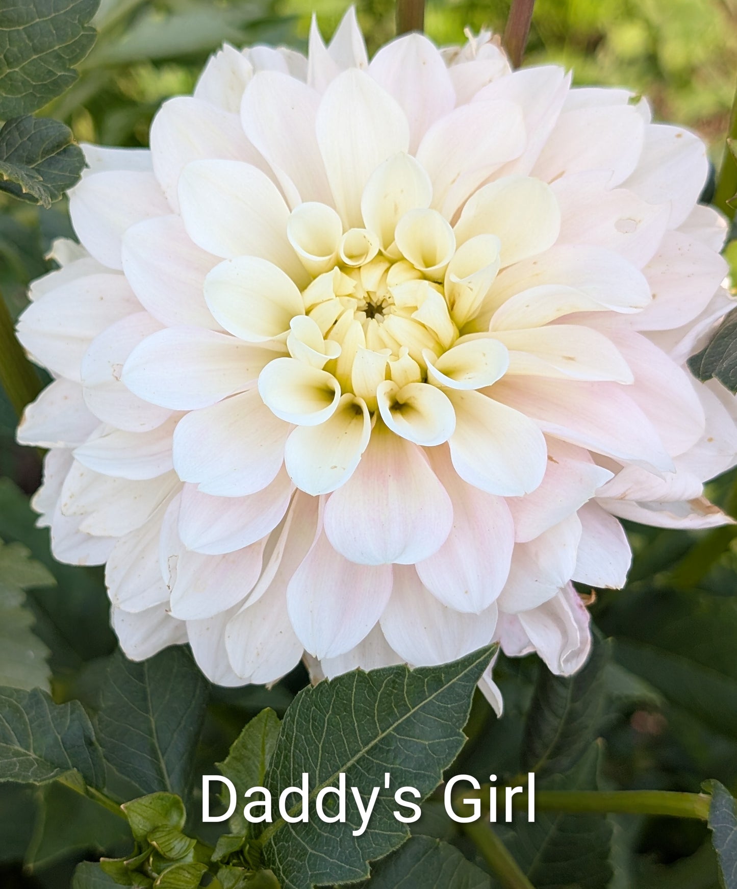 Daddy's Girl dahlia tuber
