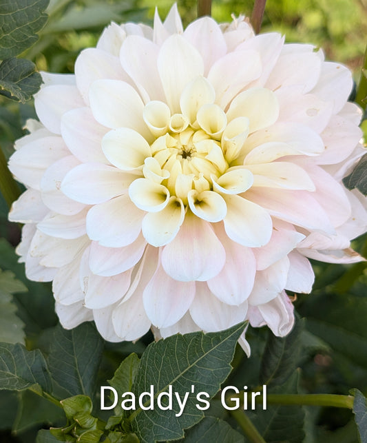 Daddy's Girl dahlia tuber