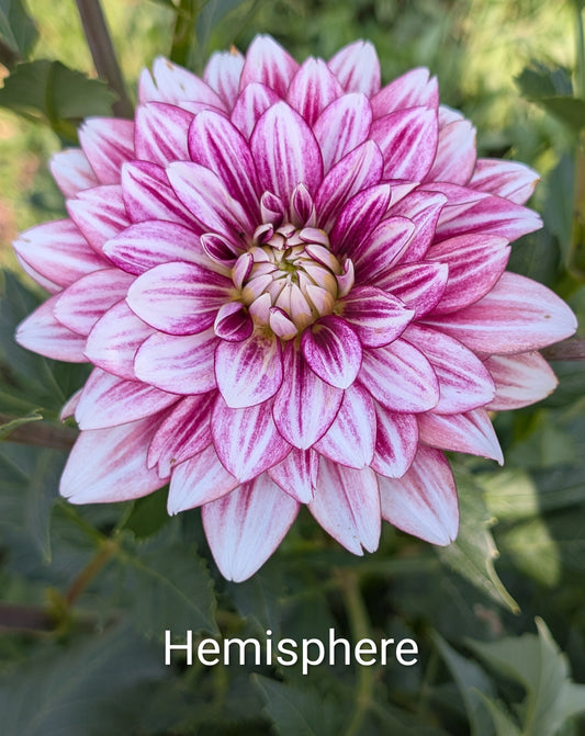Hemisphere dahlia tuber
