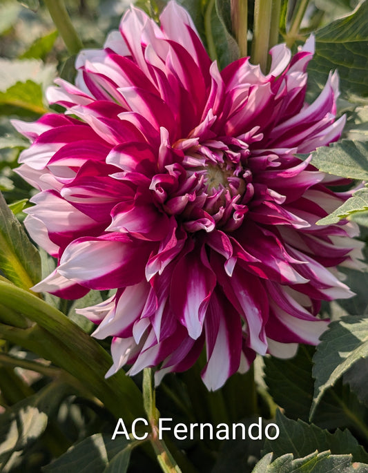 AC Fernando dahlia tuber