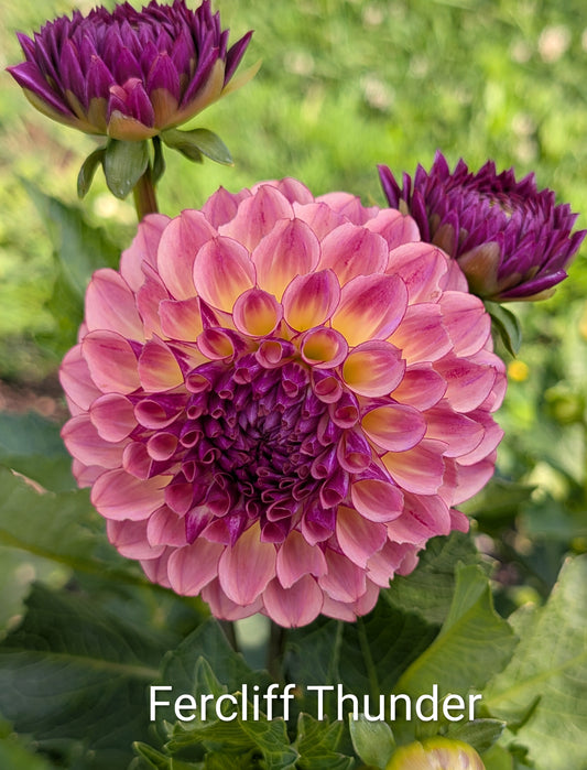Ferncliff Thunder dahlia tuber