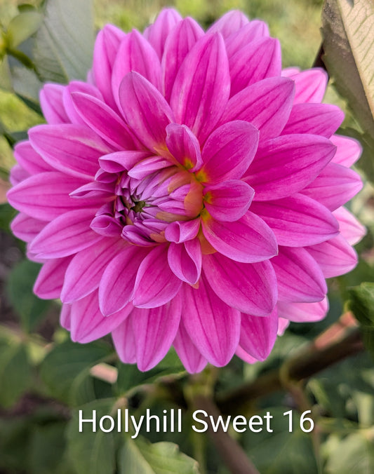 Hollyhill Sweet 16 dahlia tuber