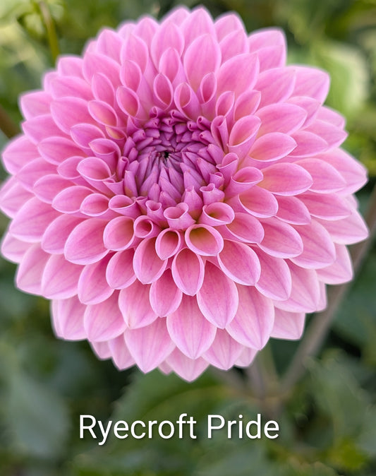 Ryecroft Pride dahlia tuber