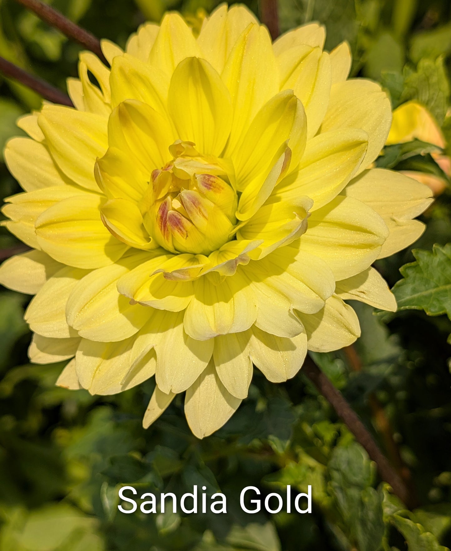 Sandia Gold dahlia tuber