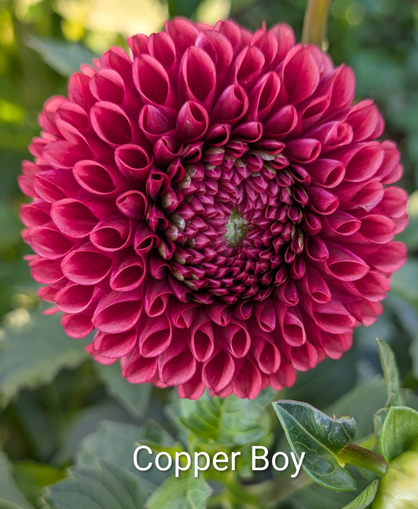 Copper Boy dahlia tuber