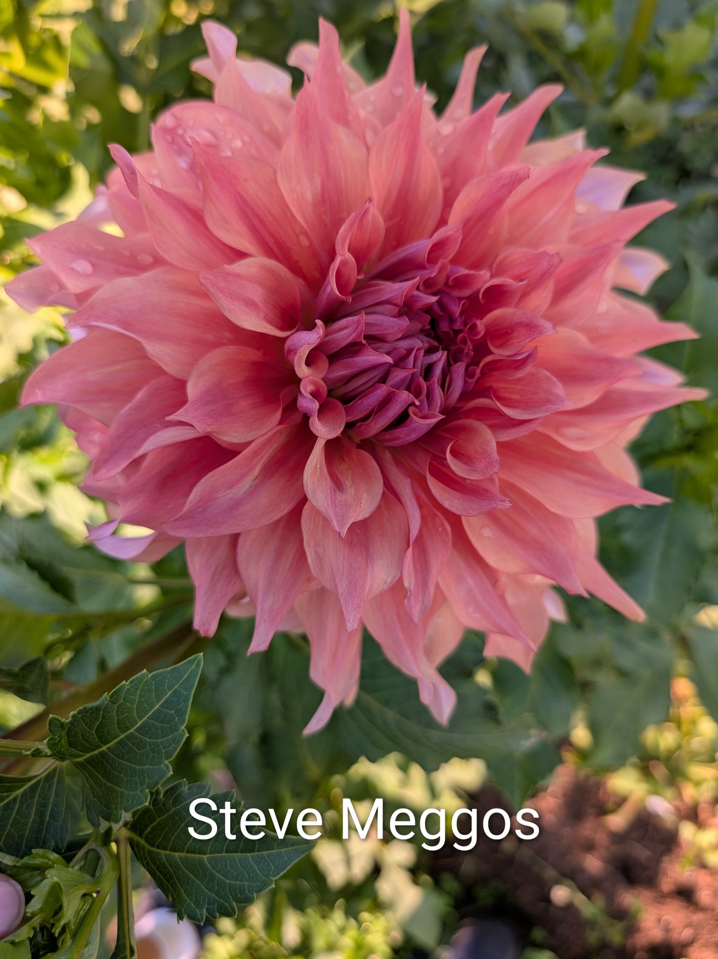 Steve Meggos dahlia tuber