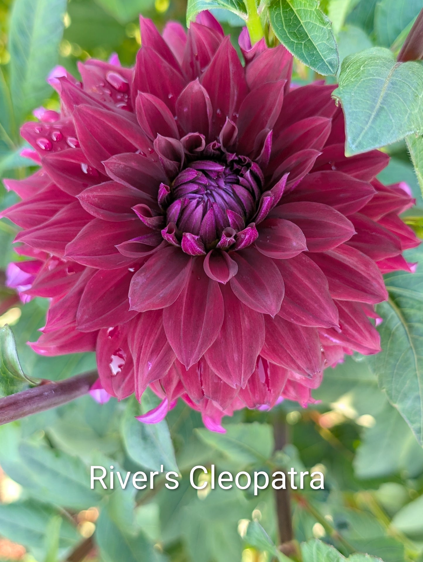 River's Cleopatra dahlia tuber