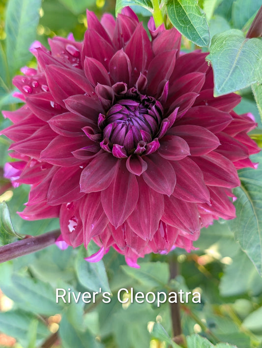 River's Cleopatra dahlia tuber