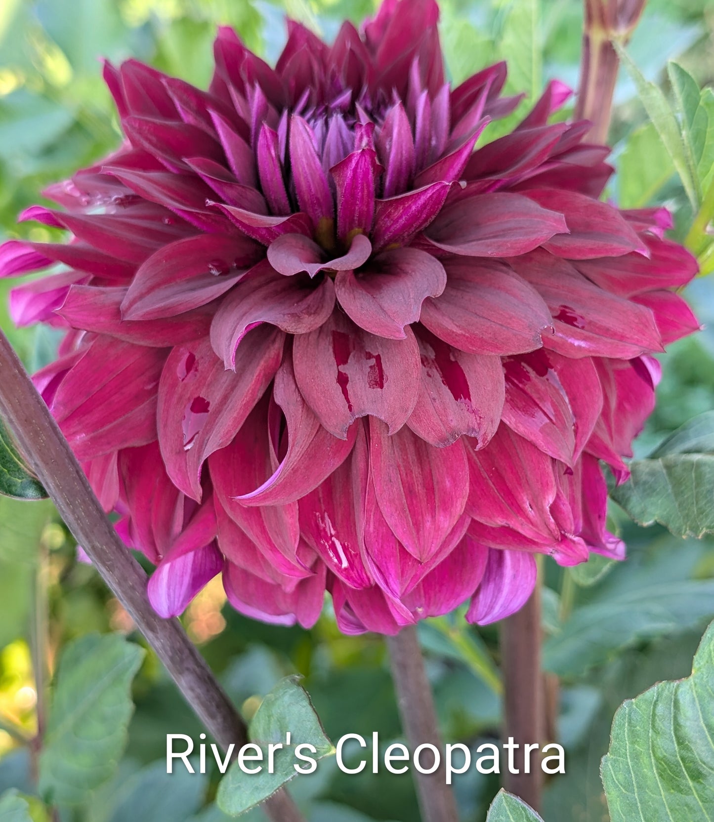 River's Cleopatra dahlia tuber