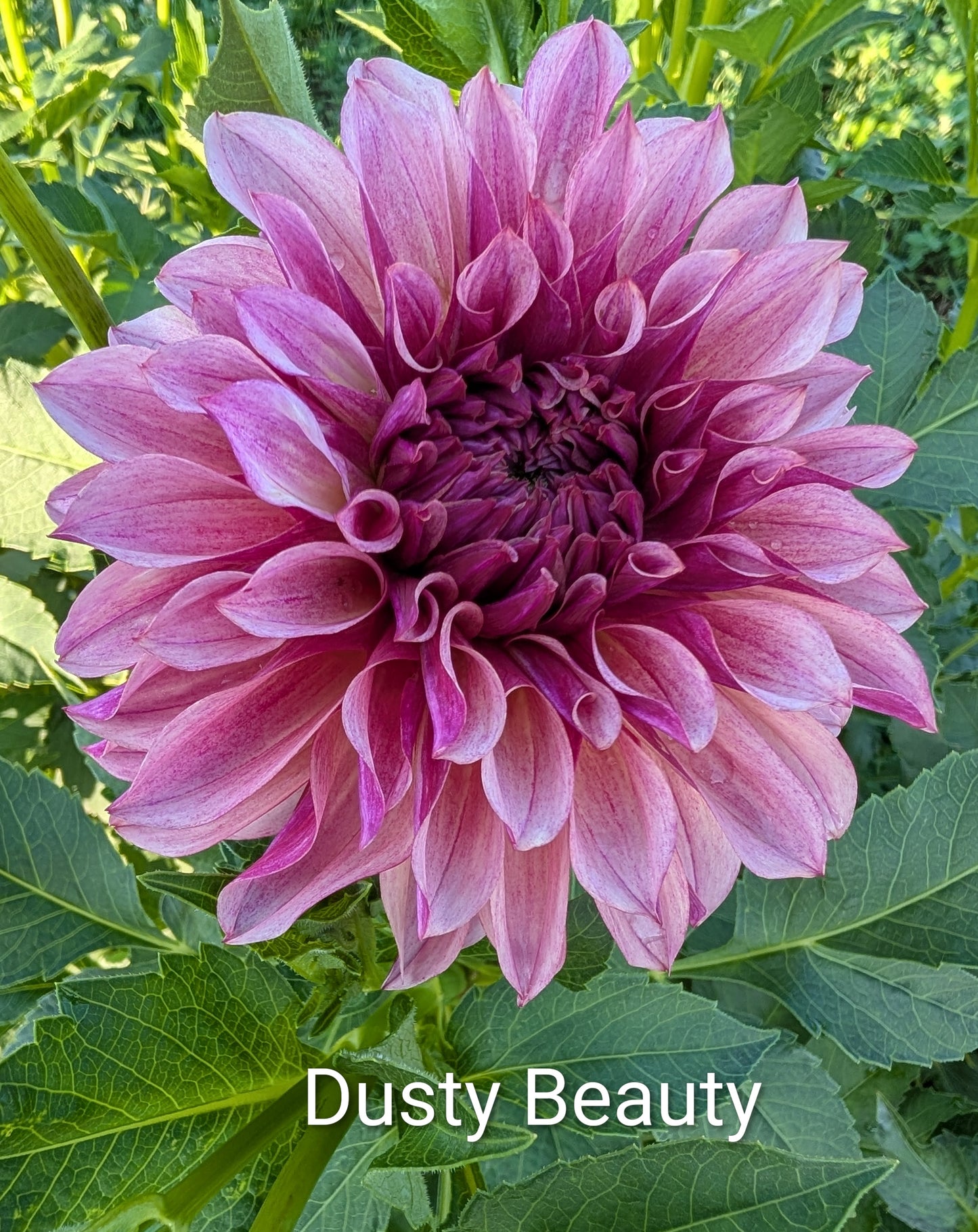 Dusty Beauty dahlia tuber