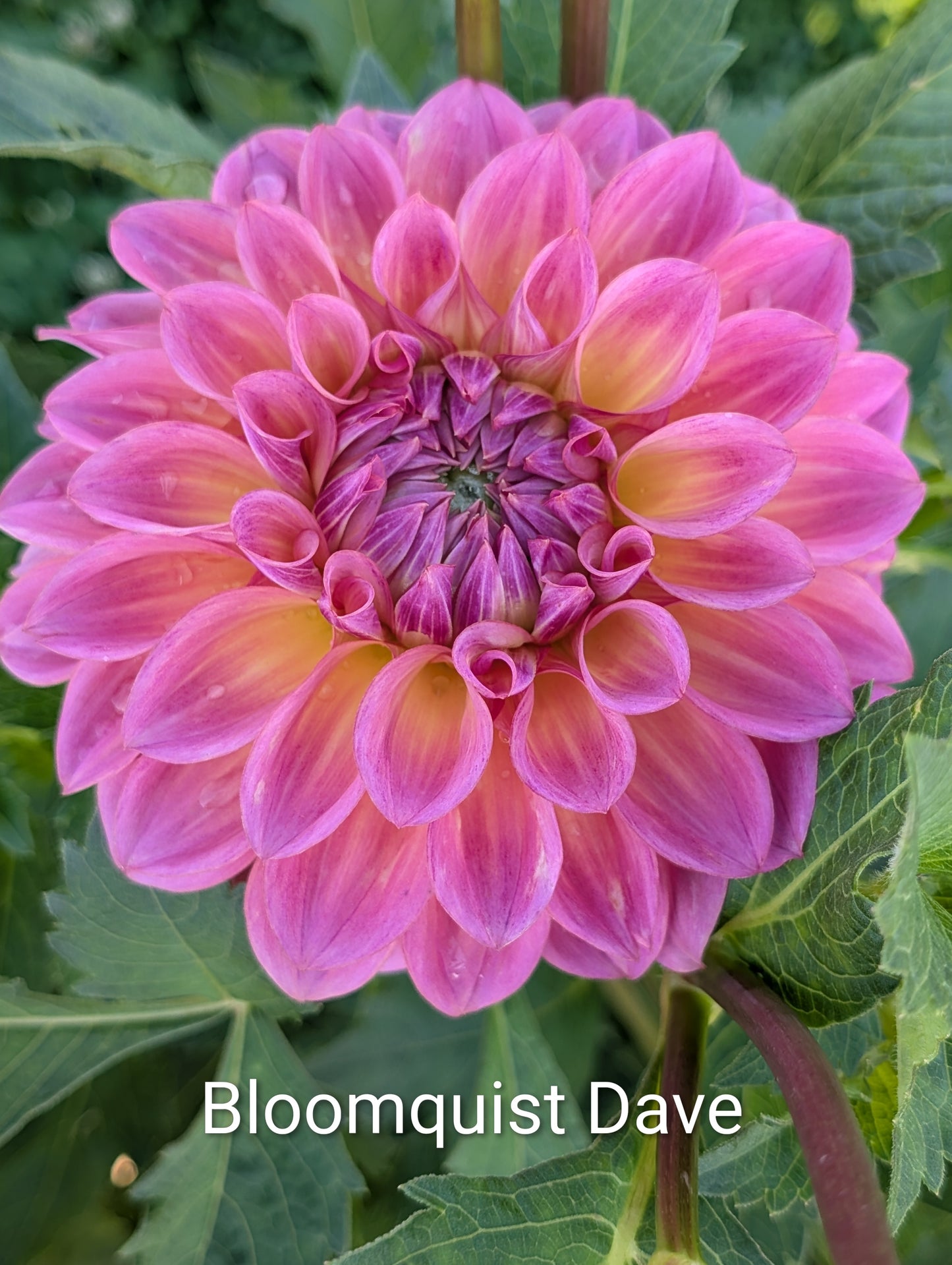 Bloomquist Dave dahlia tuber
