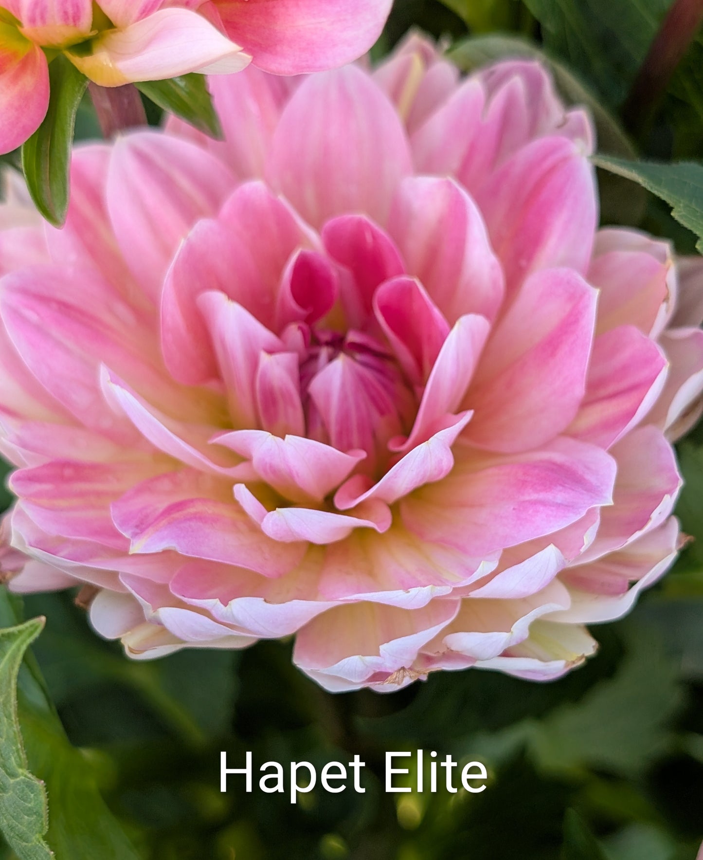 Hapet Elite dahlia tuber