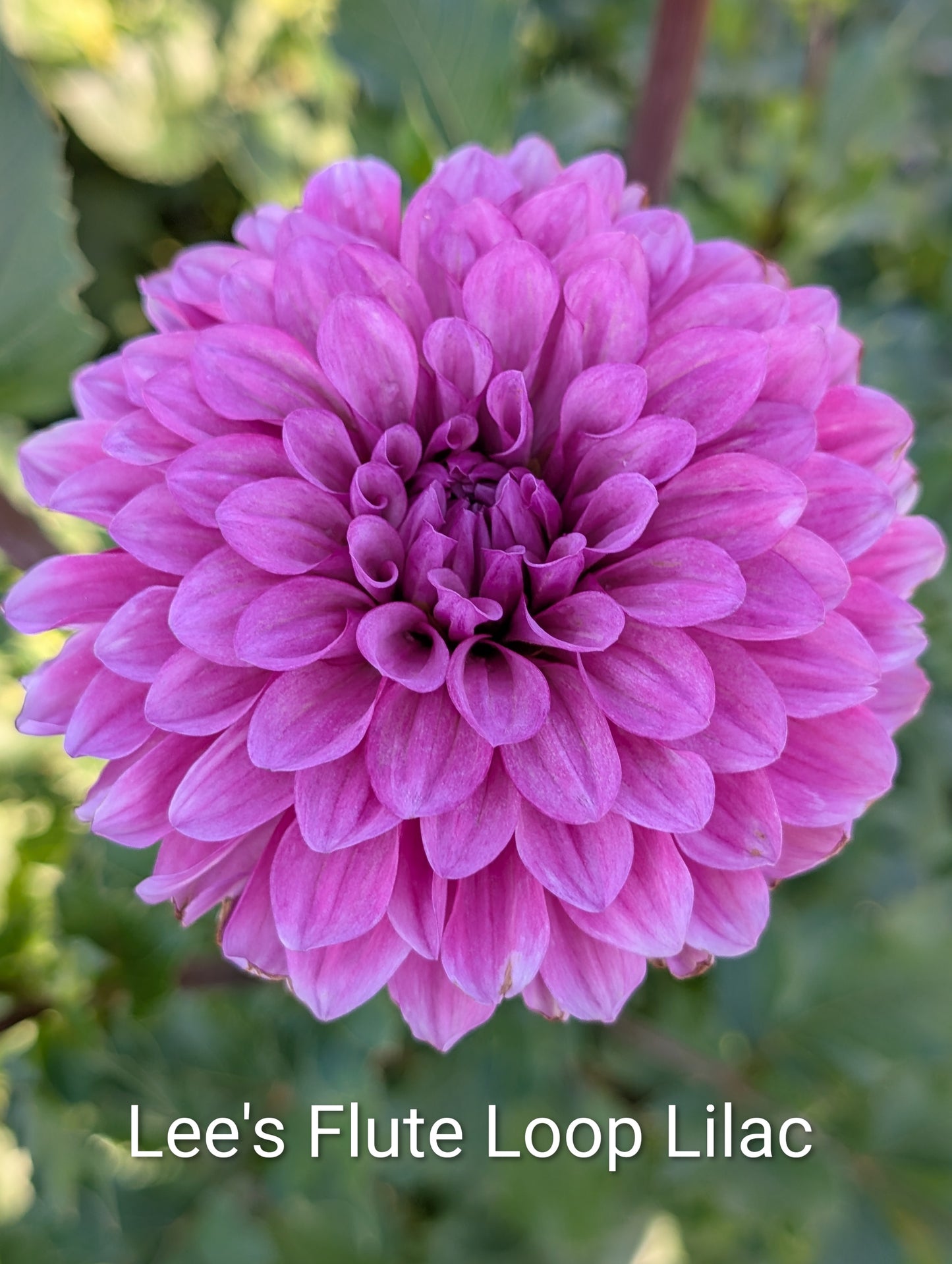Lee's Flute Loop Lilac dahlia tuber