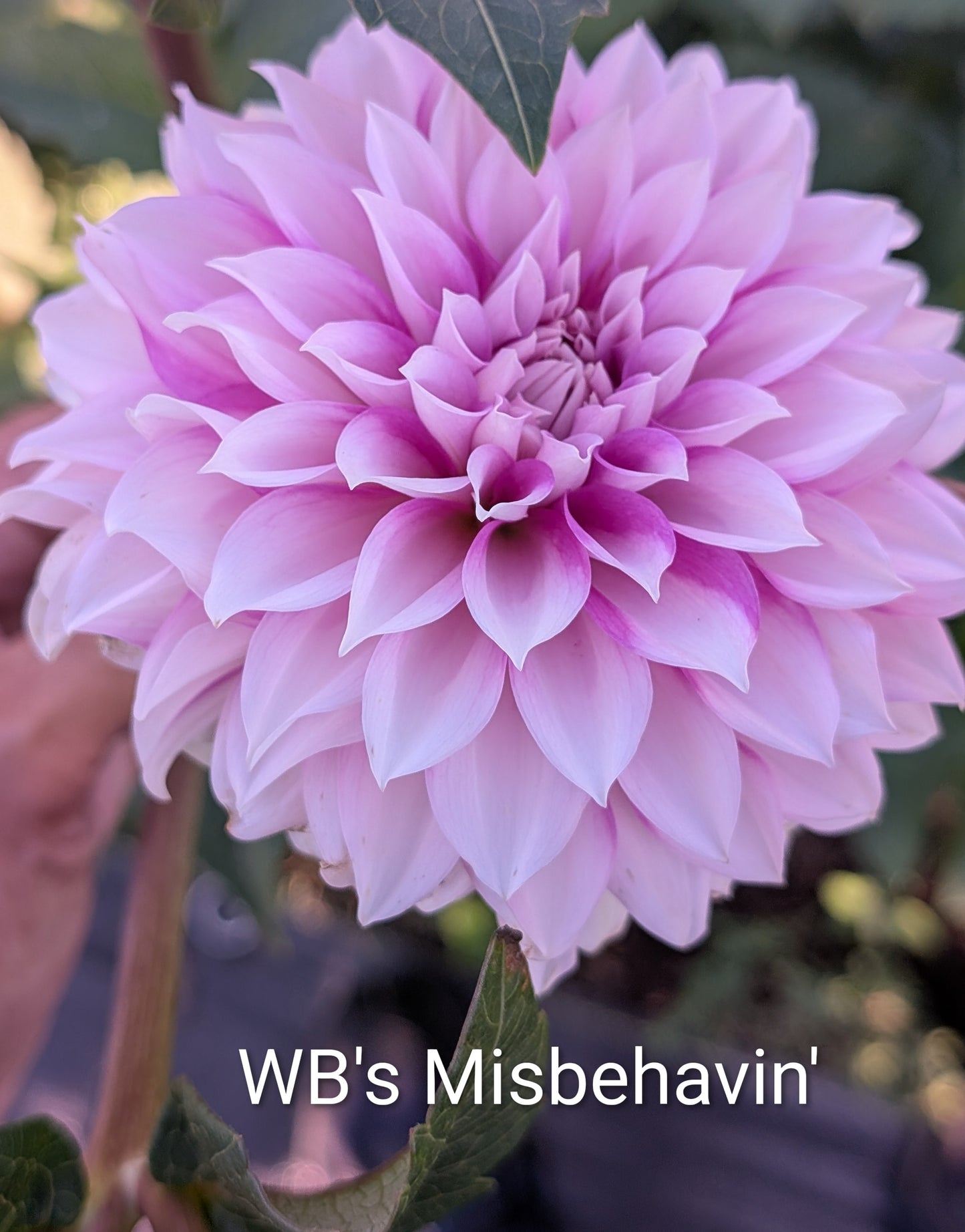 WB's Misbehavin' dahlia tuber