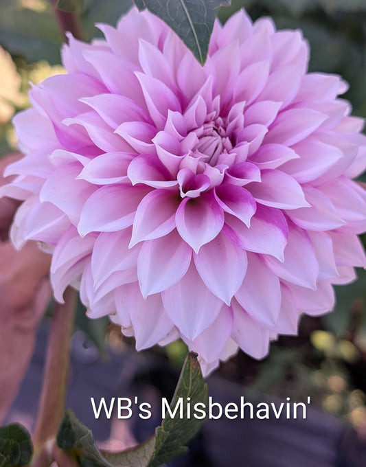 WB's Misbehavin' dahlia tuber