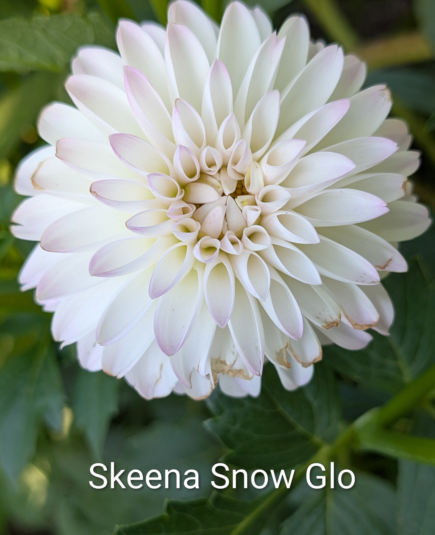 Skeena Snow Glow dahlia tuber