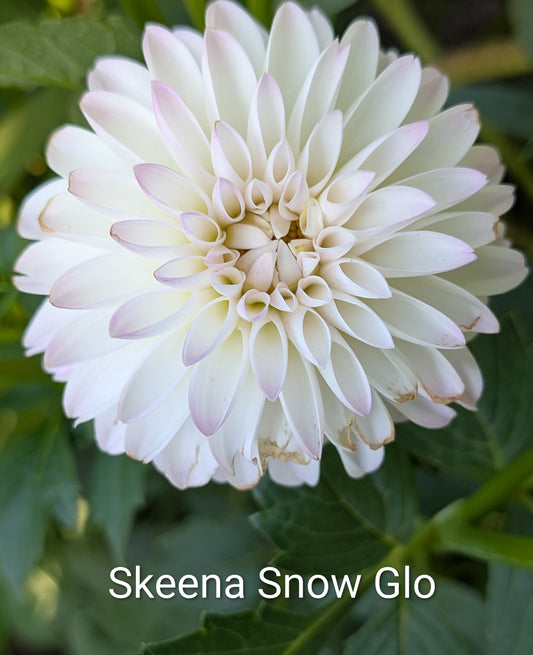 Skeena Snow Glow dahlia tuber