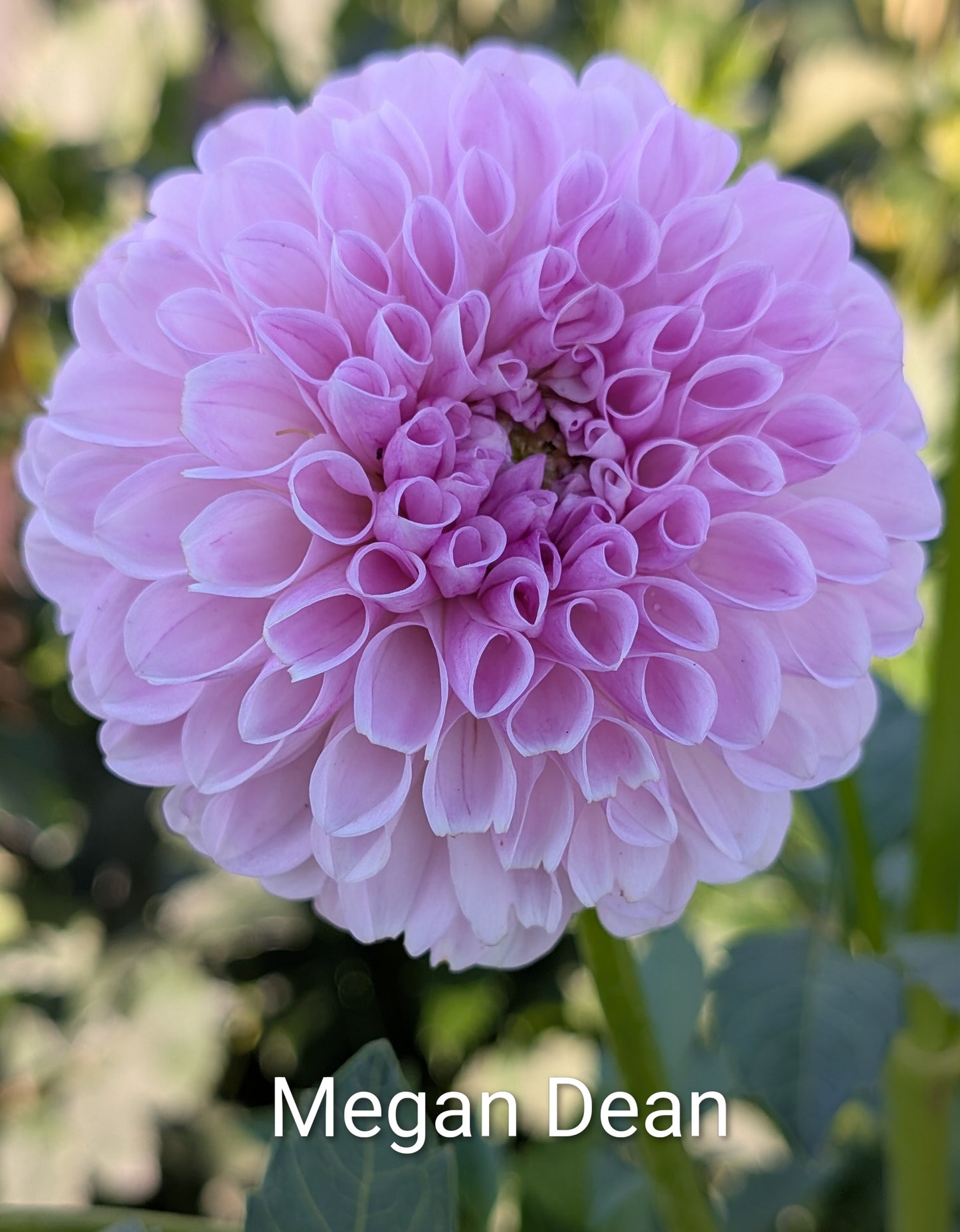 Megan Dean dahlia tuber
